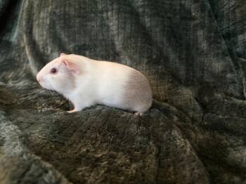 Rescue Guinea Pig Guinea Pigs for Adoption in Cincinnati, Ohio - Ghost | PetCurious